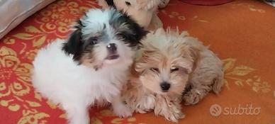 Cuccioli di Maltipoo femmine e di Barboncini masch