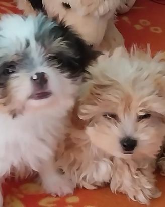Cuccioli di Maltipoo femmine e di Barboncini masch
