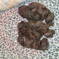 Barboncini toy cioccolato ALLEVAMENTO PROFESS