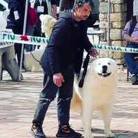 Cuccioli di pastore maremmano abruzzese