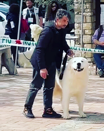 Cuccioli di pastore maremmano abruzzese