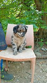 Cuccioli Pastore del Lagorai