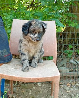 Cuccioli Pastore del Lagorai