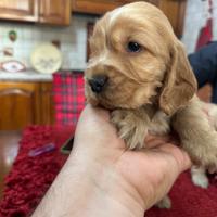 Cuccioli di Cocker spaniel inglese con pedigree