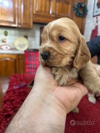 Cuccioli di Cocker spaniel inglese con pedigree