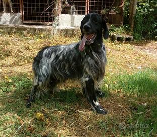 Setter cuccioloni giovani