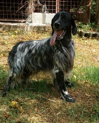 Setter cuccioloni giovani