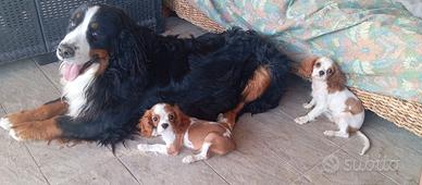 maschio di cavalier king 
