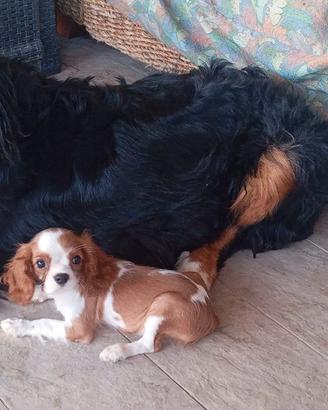maschio di cavalier king 