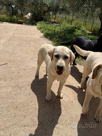 Labrador