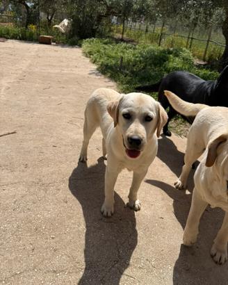 Labrador