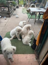 Cuccioli di Pastore Maremmano Abruzzese