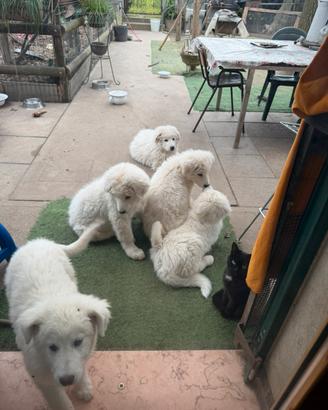 Cuccioli di Pastore Maremmano Abruzzese
