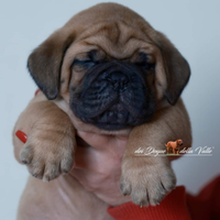 Cuccioli dogue de botdeaux