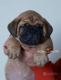 Cuccioli dogue de botdeaux