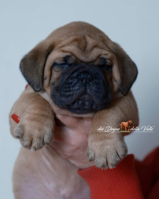 Cuccioli dogue de botdeaux
