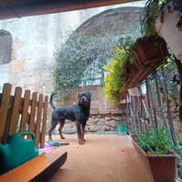 Rottweiler x monte