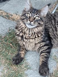 Cucciolo Maine coon allevamento amatoriale