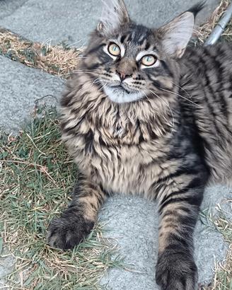 Cucciolo Maine coon allevamento amatoriale