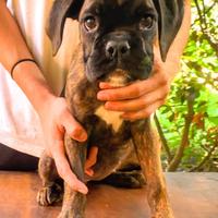 Boxer cuccioli con pedigree