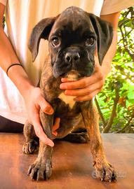 Boxer cuccioli con pedigree