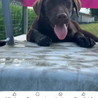 Cuccioli di labrador