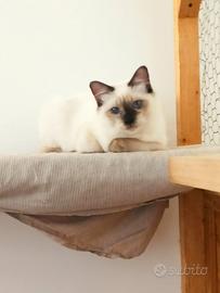 Ragdoll