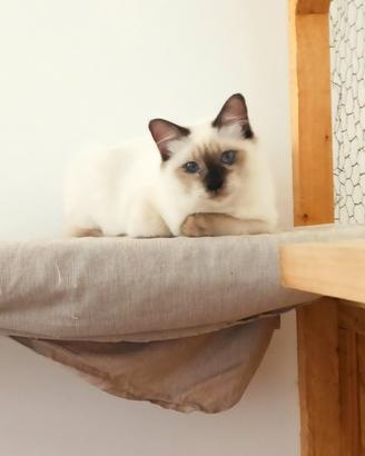 Ragdoll