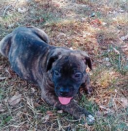 Cuccioli di Cane Corso
