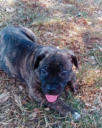Cuccioli di Cane Corso