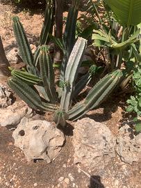 Piante grasse siciliane Cereus peruvianus