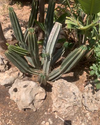 Piante grasse siciliane Cereus peruvianus