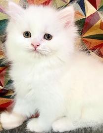 Gattino persiano normotipo maschio