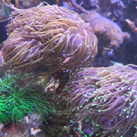 Euphyllie glabescens gold di vario tipo