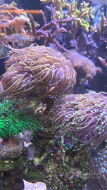 Euphyllie glabescens gold di vario tipo