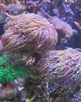 Euphyllie glabescens gold di vario tipo
