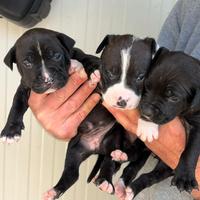 American Pit Bull terrier