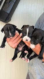 American Pit Bull terrier