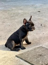 Bulldog Francese di 2 mesi con pedigree maschio