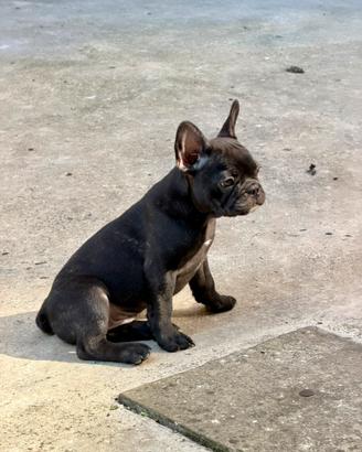 Bulldog Francese di 2 mesi con pedigree maschio