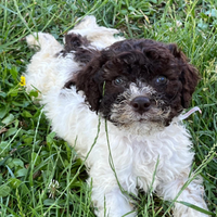 Cuccioli di Lagotto Romagnolo ori