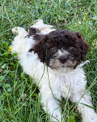 Cuccioli di Lagotto Romagnolo ori