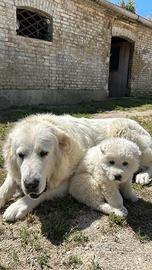 Cucciolo di Pastore Maremmano Abruzzese