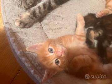 Disponibili cuccioli di Maincoon