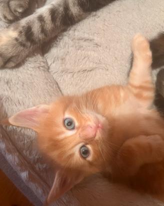 Disponibili cuccioli di Maincoon