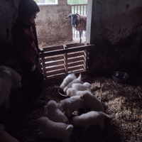 Cuccioli pastore maremmano abruzzese