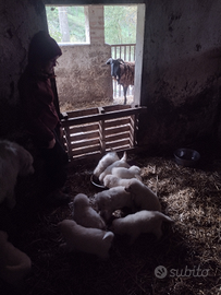 Cuccioli pastore maremmano abruzzese