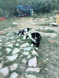 Border collie e blue merle
