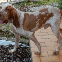 Stallone di bracco italiano disponibile per monta