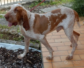 Stallone di bracco italiano disponibile per monta